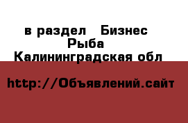  в раздел : Бизнес » Рыба . Калининградская обл.